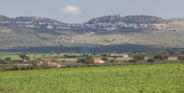 Benquerencia Serena Hügel Extremadura Spanien Erbsenplantage Vorderster Front — Stockfoto