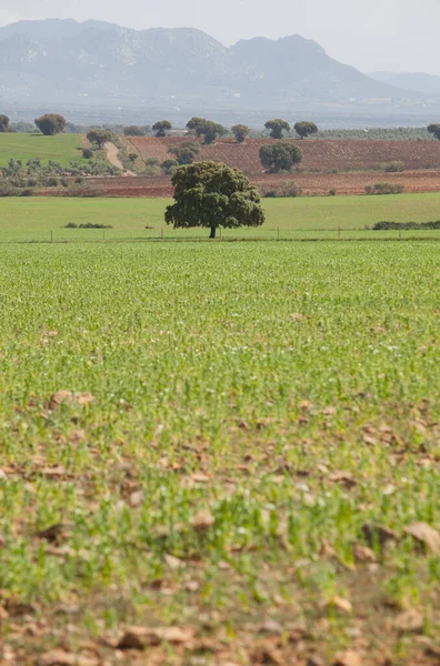 Serena Pascoli Primavera Benquerencia Estremadura Spagna Serena Area Naturale Tranquilla — Foto Stock