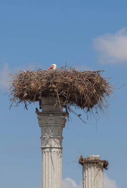 Distyle Zalamea Replica Stork Nest Top Roundabout Monument Close Quintana — Stock Photo, Image