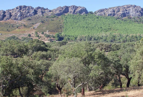 Sierra Fria山脉为花岗岩山脉 西班牙埃斯特雷马杜拉Caceres Valencia Alcantara — 图库照片