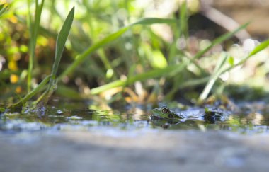 Küçük dağ deresinde yarı batmış İber yeşil kurbağası. Acena de la Borrega, Caceres, Extremadura, İspanya