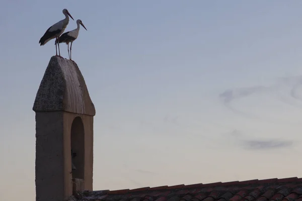 Vita Storkar Uppflugna Över Kyrkans Lantliga Församling Typisk Scen Extremadura — Stockfoto