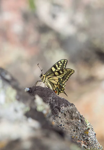 Πεταλούδα Παπίλιο Μασόν Σκαρφαλωμένη Βραχώδες Φόντο Sierra Fuentes Caceres Extremadura — Φωτογραφία Αρχείου