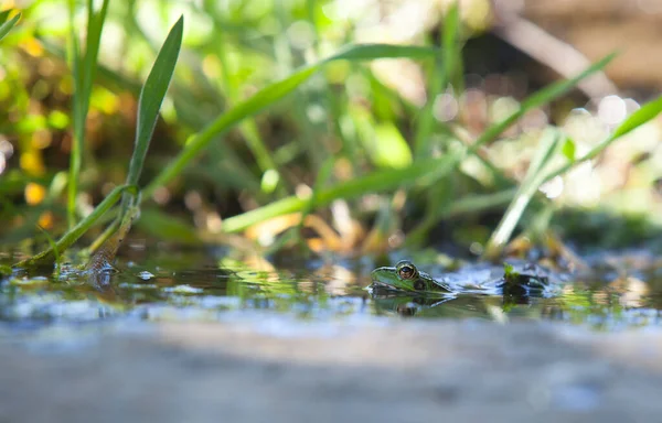 Sapo Verde Ibérico Meio Afundado Litle Mountain Stream Acena Borrega — Fotografia de Stock