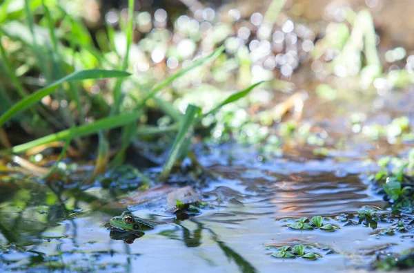 Iberian Green Frog Half Sunked Litle Mountain Stream Acena Borrega — Stock Photo, Image