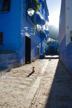 Evcil hayvan chefchauen