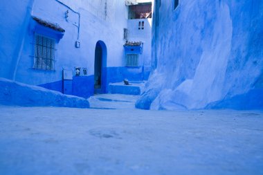 Evcil hayvan chefchauen