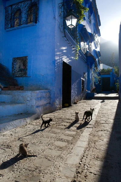 Animali domestici a Chefchauen — Foto Stock