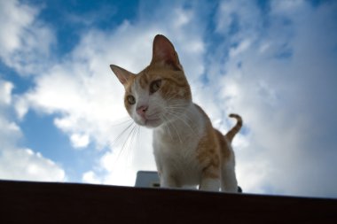Çatıda sokak kedi