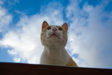 Çatıda sokak kedi