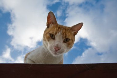 Çatıda sokak kedi