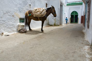 katır: tetouan, morocco