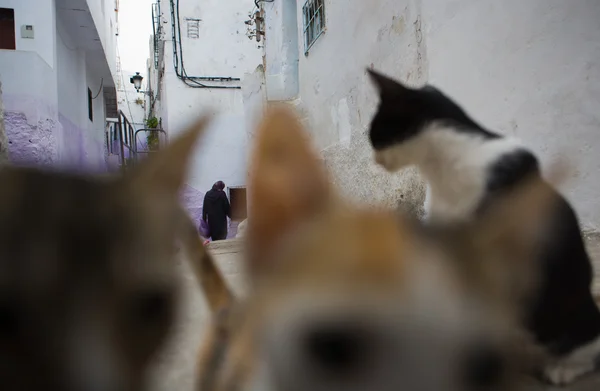 Katzen leben frei auf den Straßen von Tetuan, Marokko — Stockfoto