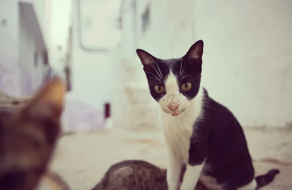 Gatos que vivem livres nas ruas de Tetouan, Marrocos — Fotografia de Stock