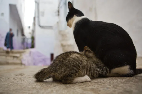 Gatti che vivono liberi per le strade di Tetouan, Marocco — Foto Stock