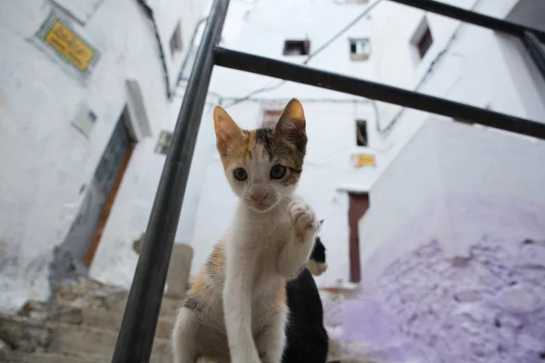 Koty, wolne życie na ulicach Tetouan, Maroko — Zdjęcie stockowe