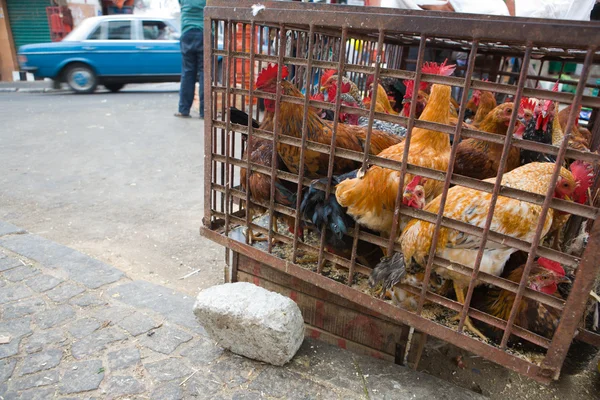 Cage of hens — Stock Photo, Image