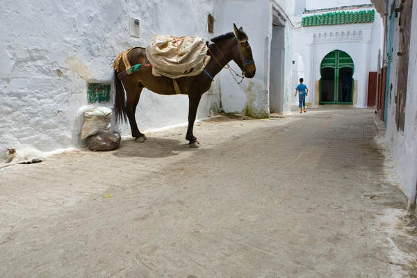 Mule of Tetouan, Morocco — Stock Photo, Image