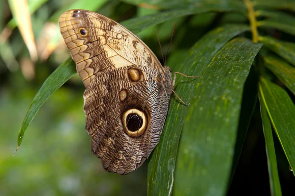 Borboleta de coruja — Fotografia de Stock