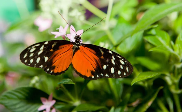 Heliconius hecale — Stock Photo, Image