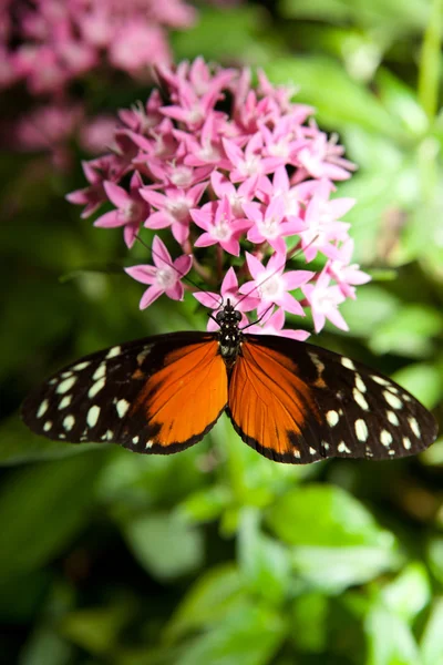 Heliconius hecale — Stock Photo, Image