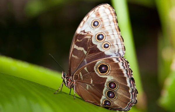 Búho mariposa —  Fotos de Stock