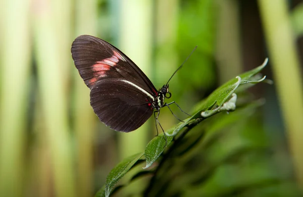 Borboleta-carteiro — Fotografia de Stock