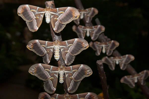 Samia ricini moth — Stockfoto
