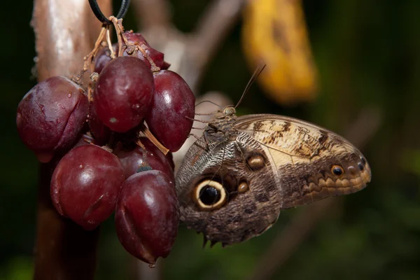 Perched over red grape — Stock Photo, Image