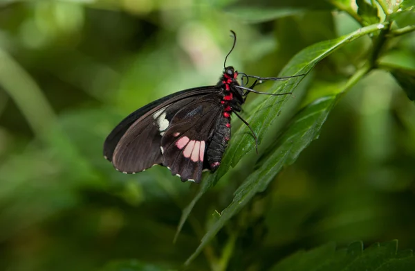 The Pink Cattleheart Butterfly — Stock Photo, Image