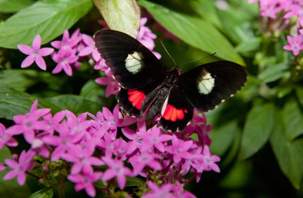 Borboleta de coração de gato rosa — Fotografia de Stock