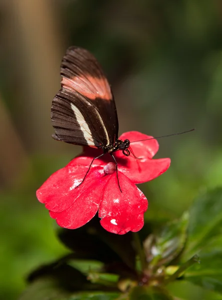 Borboleta-carteiro — Fotografia de Stock