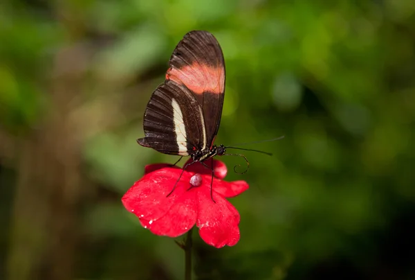 Borboleta-carteiro — Fotografia de Stock