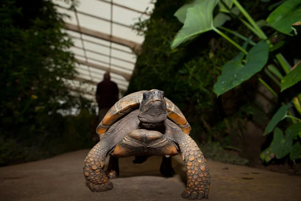 Gele footed amazon schildpad — Stockfoto