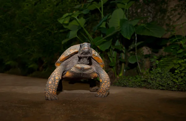 노란 발된 아마존 거북이 — 스톡 사진