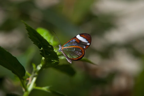Βούρτσα-footed πεταλούδα — Φωτογραφία Αρχείου