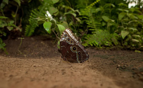 Κουκουβάγια πεταλούδα στο έδαφος — Φωτογραφία Αρχείου