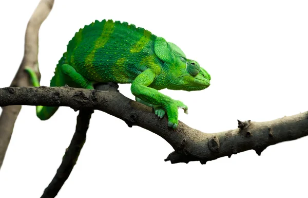 Reus chameleon — Stockfoto