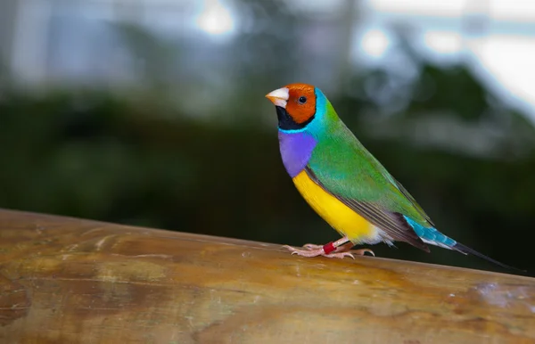 güzel gouldian finch 