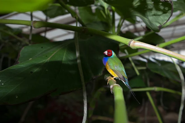 Piękne gouldian Zięba — Zdjęcie stockowe