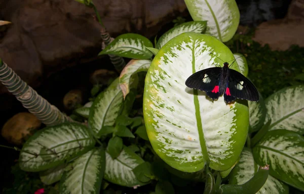 Borboleta de coração de gato rosa — Fotografia de Stock