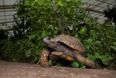 Yellow Footed Amazon Tortoise clipart