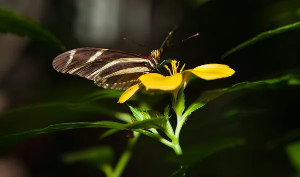 Zebra Longwing — Stock Fotó