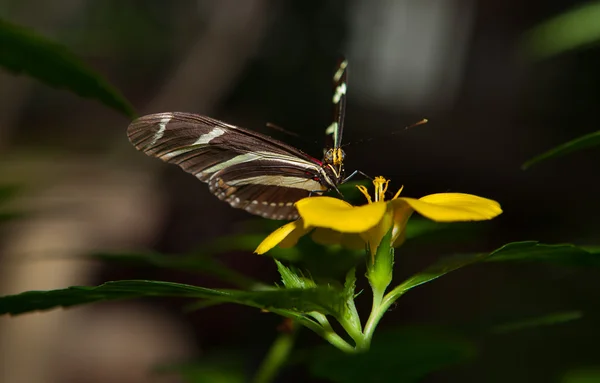 Zebra Longwing — Stock Photo, Image