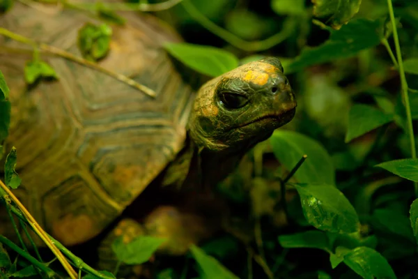 Желтоногая амазонская черепаха — стоковое фото