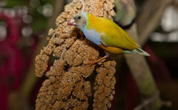 먹는 Gouldian 피리 새 류 — 스톡 사진