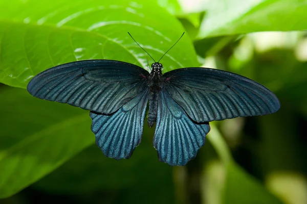 Чёрная бабочка над зелёным листом — стоковое фото