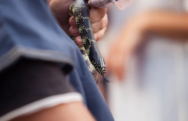 Snake for money — Stock Photo, Image