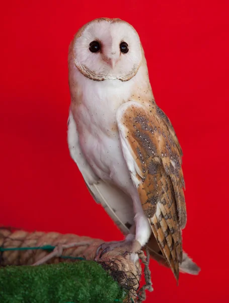 Barn owl perched — Stock Photo, Image