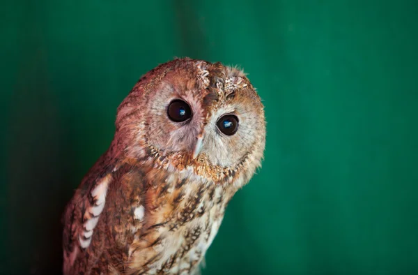 Tawny Coruja, Strix aluco — Fotografia de Stock